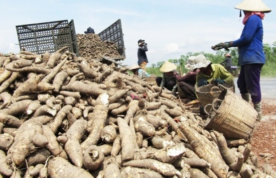 Giá xuất khẩu sắn và sản phẩm sắn sang Trung Quốc tiếp tục giảm