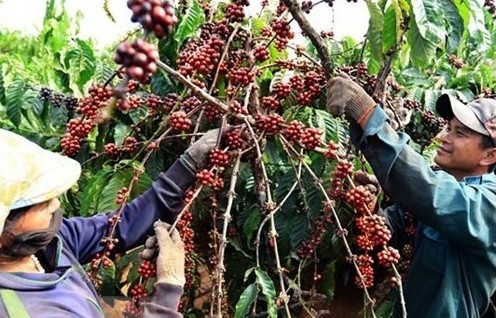 Cú hích EVFTA giúp cà phê Việt "tăng trưởng kép" trong chuỗi cung ứng