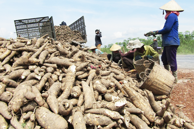 Nông nghiệp Việt Nam có thêm mặt hàng tỷ USD sau 10 tháng do Trung Quốc thu mua