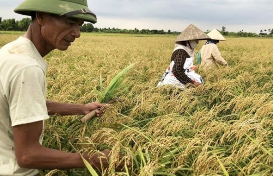 Hải Phòng quy hoạch 97 vùng sản xuất hữu cơ, diện tích gần 1.000ha