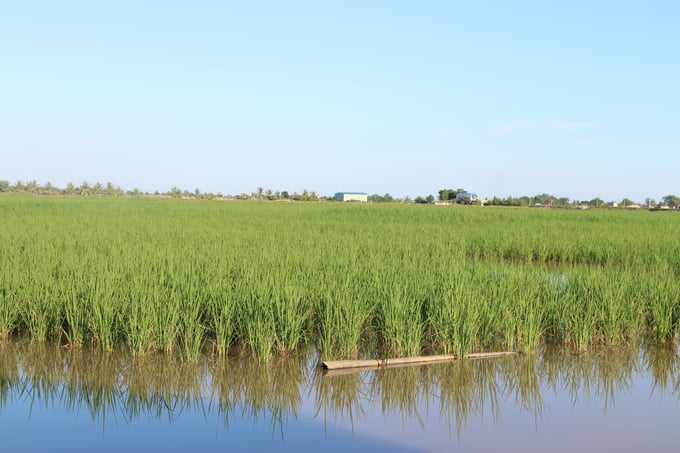 Vùng sản xuất lúa - rươi hữu cơ ở xã Ngũ Phúc, huyện Kiến Thụy (TP Hải Phòng). Ảnh: Đinh Mười.