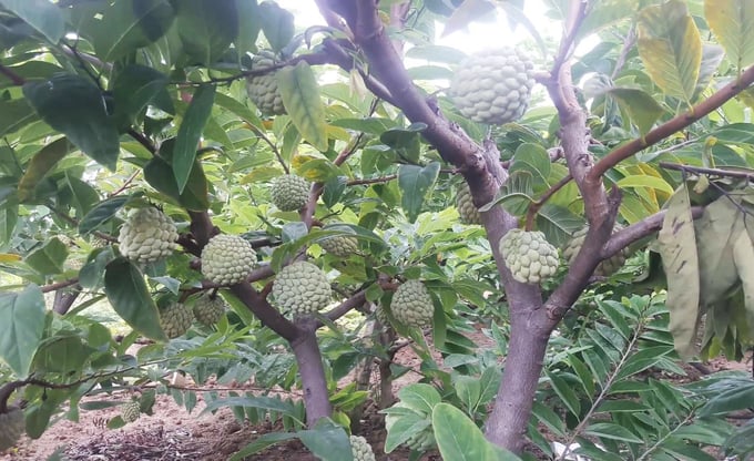 Na Liên Khê (huyện Thủy Nguyên) sẽ là một trong những cây trồng chủ lực trong các vùng sản xuất hữu cơ ở Hải Phòng. Ảnh: Đinh Mười.