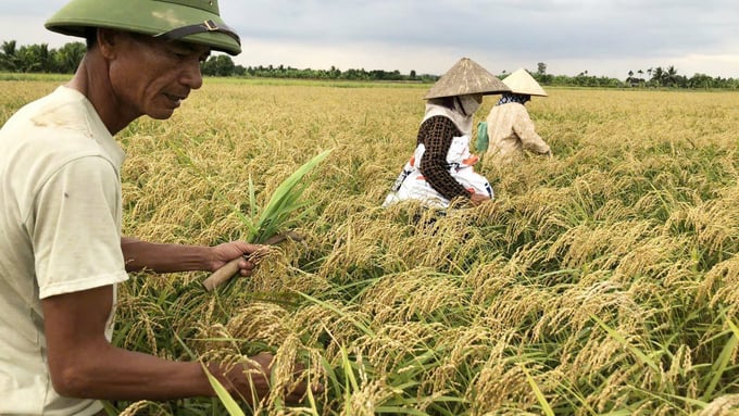 Trồng nếp xoắn theo hướng hữu cơ ở Hải Phòng. Ảnh: Đinh Mười.