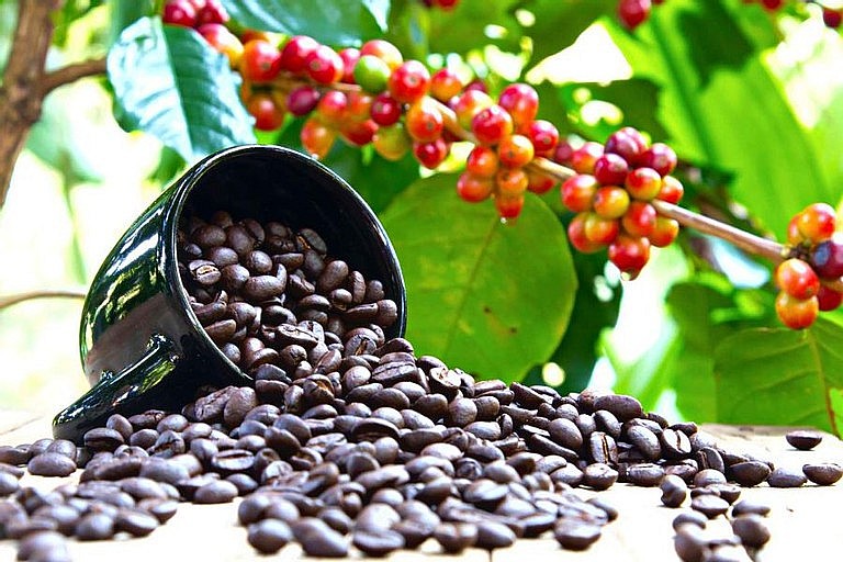 Dự báo sản lượng cà phê của Việt Nam sẽ giảm mạnh trong vụ 2023-2024 (Ảnh minh họa)