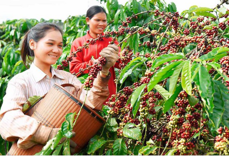 Thủ tướng chỉ đạo về phát triển ngành cà phê và ngành tôm