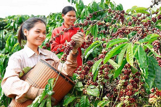 Thủ tướng chỉ đạo về phát triển ngành cà phê và ngành tôm trong thời gian tới
