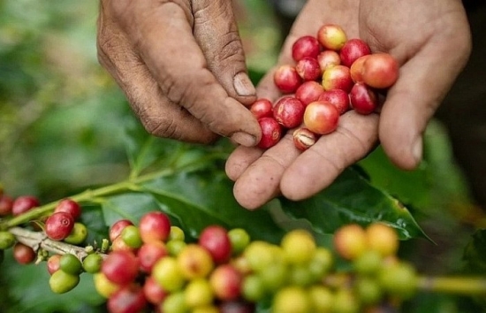Giá cà phê Robusta cao nhất 28 năm trước lực mua của giới đầu cơ