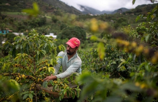 Giá cà phê tăng trở lại trước lo ngại thiếu hụt nguồn cung