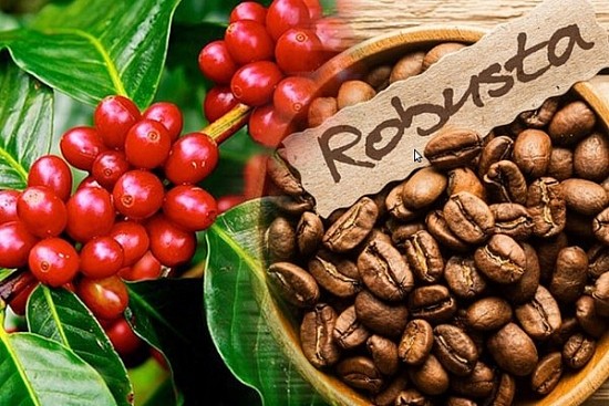 Giá cà phê Robusta giảm sâu, hé lộ nguyên nhân