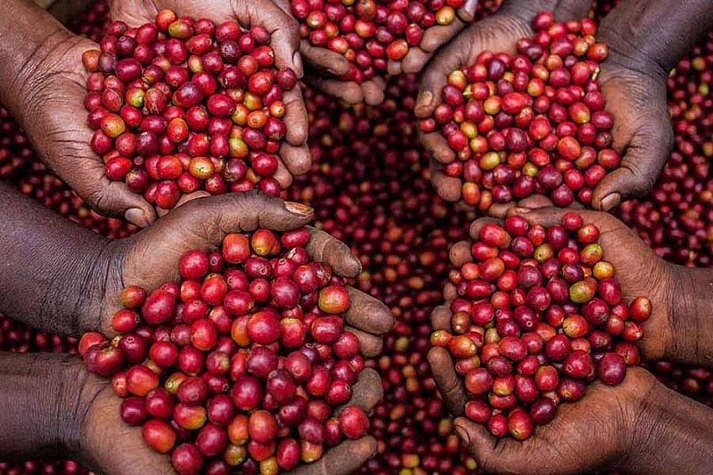 Giá cà phê mới nhất ngày 3/1/2024: Thị trường cà phê trong nước duy trì đà tăng