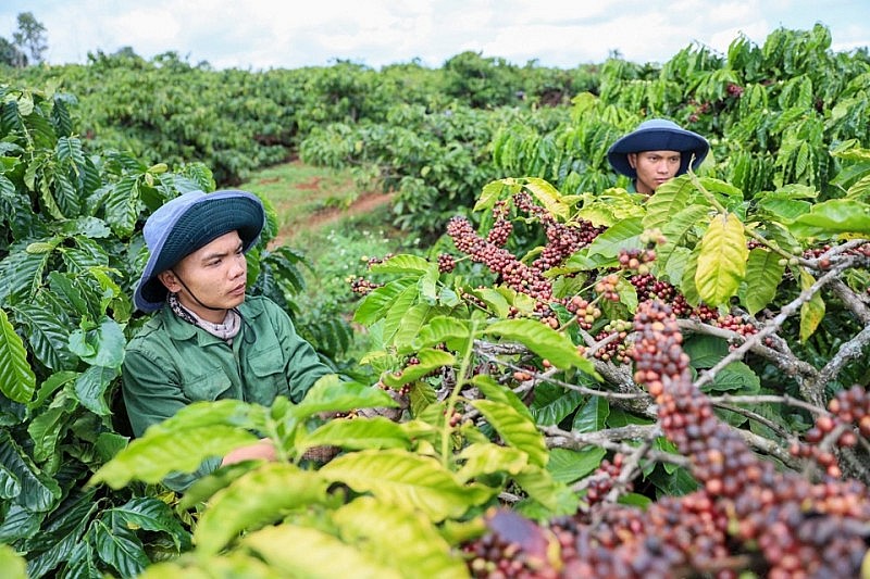 Giá cà phê trong nước ngày 2/1 đảo chiều tăng nhẹ so với ngày hôm qua.