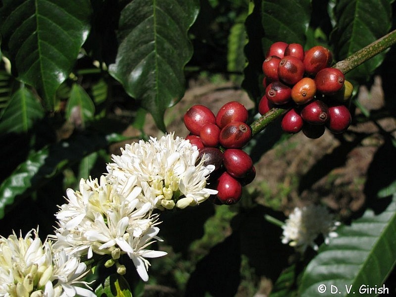 Giá cà phê Arabica hợp đồng tháng 3 đã chạm mức thấp nhất trong một tháng.