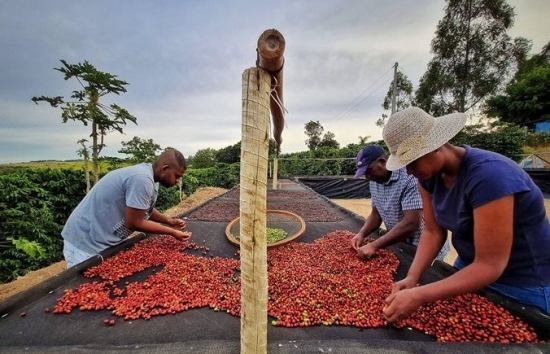 Kỳ vọng lạm phát hạ nhiệt sẽ tác động lên giá cà phê