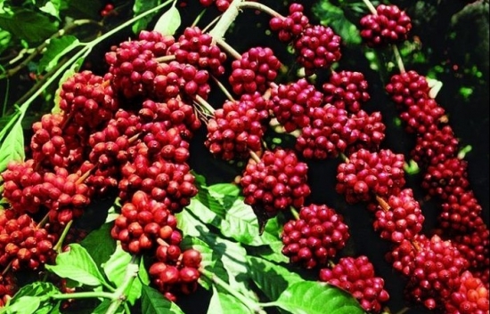 Giá cà phê Robusta tăng cao trước lo ngại thiếu hụt nguồn cung