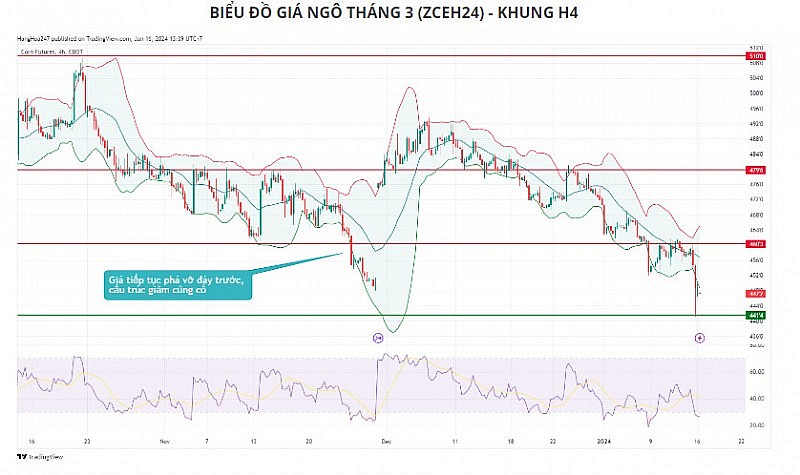 Giá ngô có thể tiếp tục xu hướng giảm, vì sao?