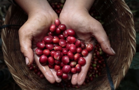 Giá cà phê mới nhất ngày 17/1/2024: Thị trường cà phê trong nước tăng đột biến 800 – 900 đồng/kg