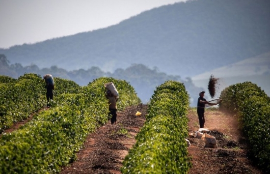 Áp lực chưa hết, giá cà phê Arabica sắp tới ra sao?