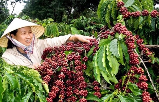 Giá cà phê mới nhất ngày 21/1/2024: Thị trường cà phê trong nước tăng 1.300 – 1.400 đồng/kg