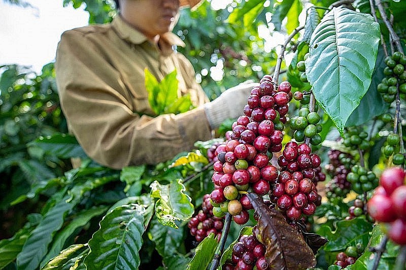 Giá Robusta cao nhất 16 năm khi căng thẳng Biển Đỏ leo thang