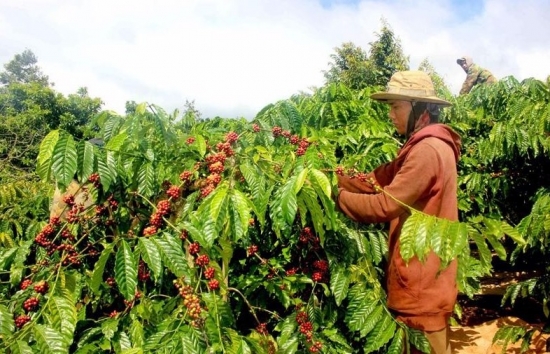 Giá cà phê mới nhất ngày 23/1/2024: Thị trường cà phê trong nước duy trì đà tăng, từ 400 – 500 đồng/kg