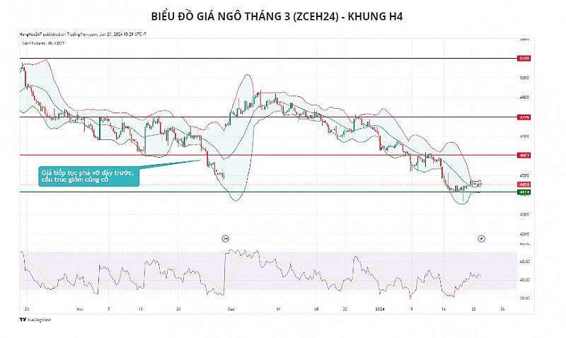 Giá ngô có thể sẽ tiếp tục giằng co trước tình hình tương đối trái chiều tại Nam Mỹ