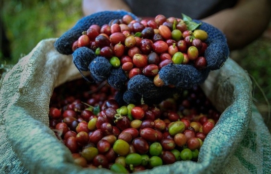 Giá cà phê tiếp tục trái chiều, giá Robusta trở lại cao nhất 16 năm