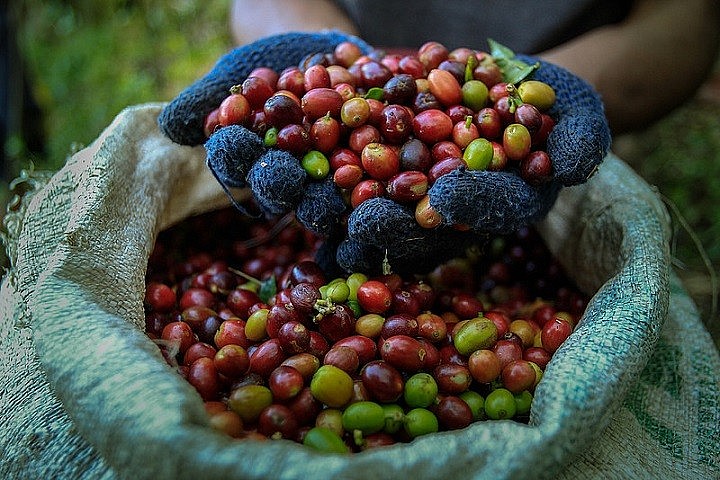 Giá cà phê tiếp tục trái chiều, giá Robusta trở lại cao nhất 16 năm