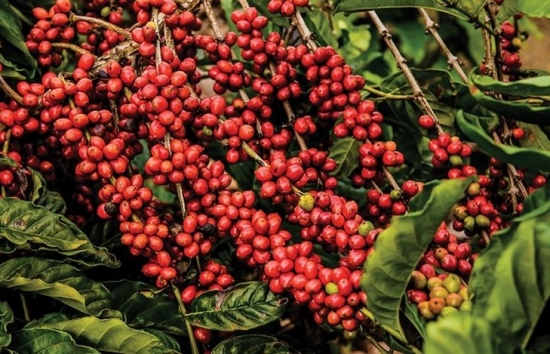 Giá cà phê Robusta xác định mức cao mới trong 16 năm