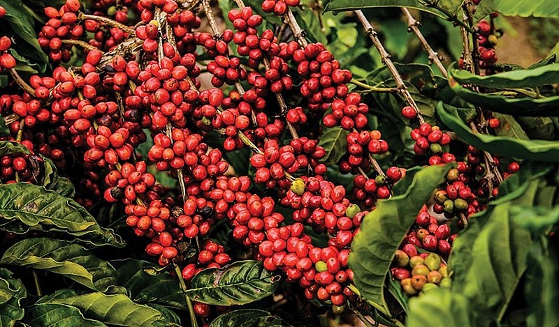 Giá cà phê Robusta xác định mức cao mới trong 16 năm