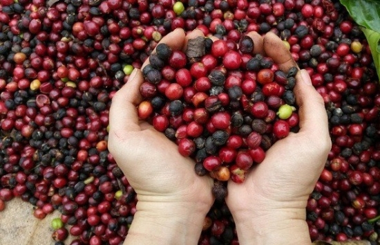 Giá cà phê Arabica biến động trước sự tăng lên của đồng USD