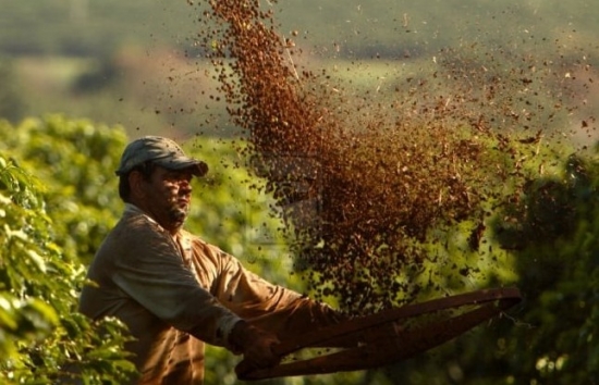 Giá Robusta và Arabica đồng loạt giảm khi yếu tố chính trị có tín hiệu mới