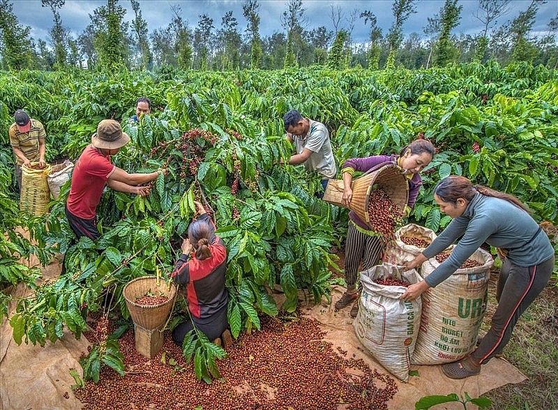 Giá cà phê mới nhất ngày 9/2/2024: Thị trường cà phê trong nước duy trì đà tăng, mức tăng 200 đồng/kg