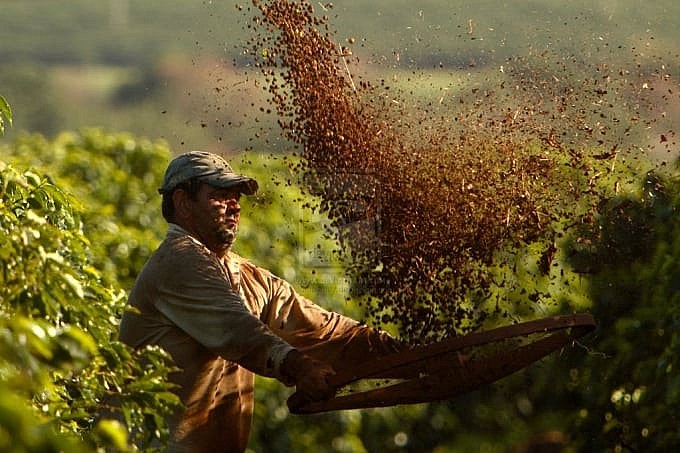 Sự bất ổn về tình hình địa chính trị có thể làm dấy lên lo ngại về khả năng thiếu hụt nguồn cung trên thị trường cà phê.