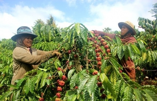 Giá cà phê mới nhất ngày 18/2/2024: Thị trường cà phê trong nước tăng mạnh lên mức 80.600 đồng/kg