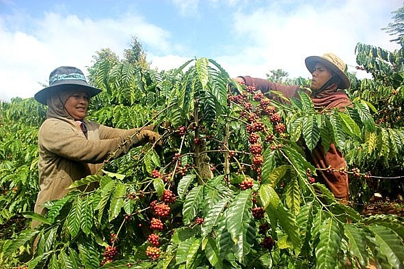 Giá cà phê mới nhất ngày 18/2/2024: Thị trường cà phê trong nước tăng mạnh lên mức 80.600 đồng/kg