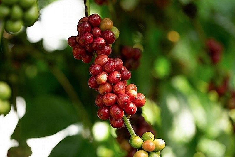 Giá cà phê mới nhất ngày 21/2/2024: Thị trường cà phê trong nước nối đà tăng cao lên mức 82.100 đồng/kg
