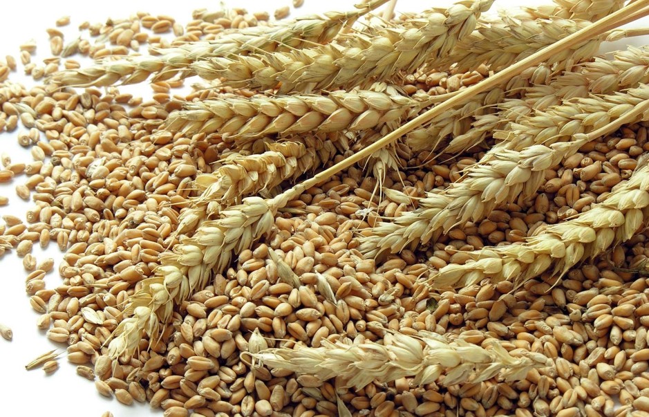 Lúa mì tăng vọt gần 4%, chấm dứt chuỗi 4 phiên giảm liên tiếp