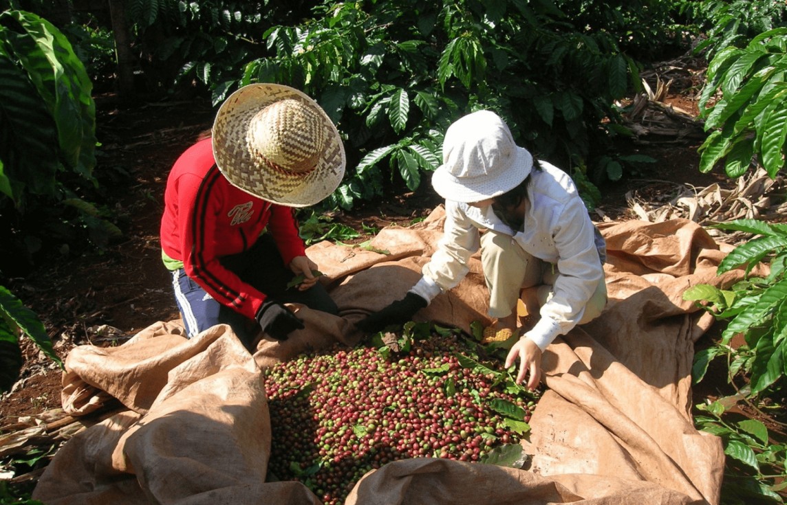Giá cà phê mới nhất ngày 23/2/2024: Thị trường cà phê trong nước nối đà tăng cao lên mức 83.800 đồng/kg