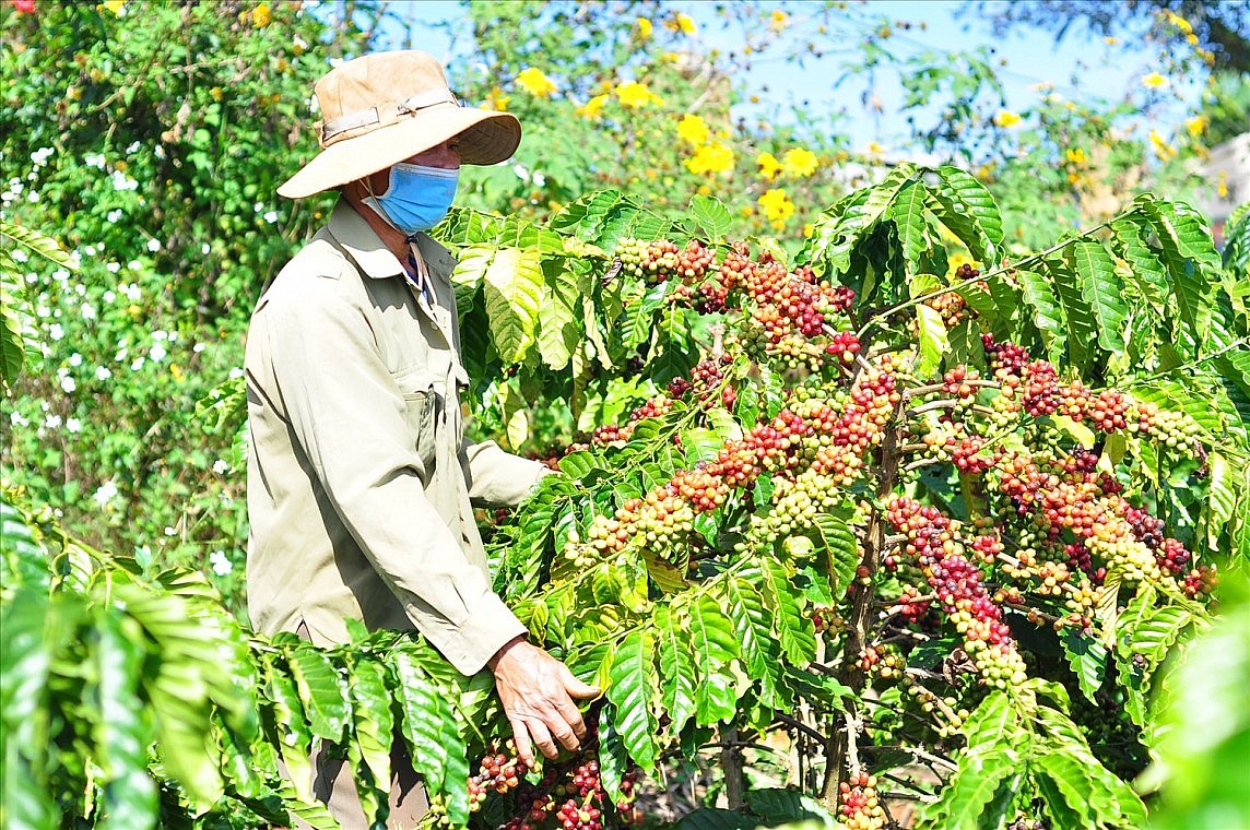 Thị trường cà phê trong nước