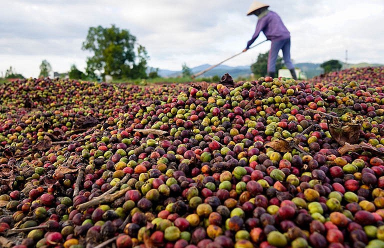 Thị trường cà phê trong nước