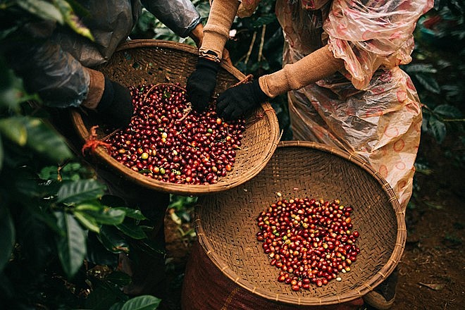 Giá cà phê tiếp đà giảm