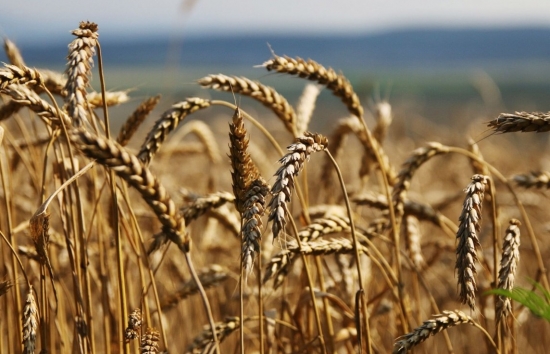 Áp lực bán kỹ thuật đẩy giá lúa mì suy yếu