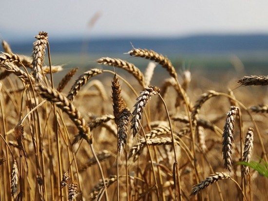 Lúa mì lao dốc, ghi nhận mức giảm mạnh nhất trong 2 tháng qua