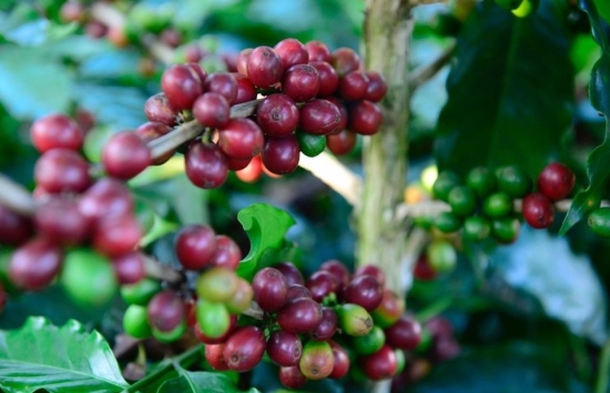 Giá cà phê mới nhất ngày 4/3/2024: Thị trường cà phê trong nước tăng lập đỉnh, cao nhất 86.000 đồng/kg