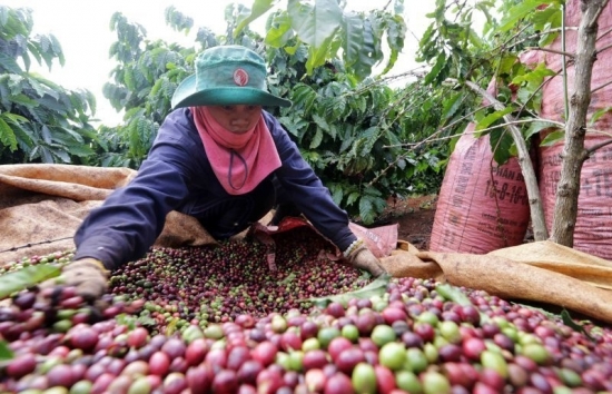 Giá cà phê mới nhất ngày 5/3/2024: Thị trường cà phê trong nước ổn định, mức cao nhất 86.000 đồng/kg