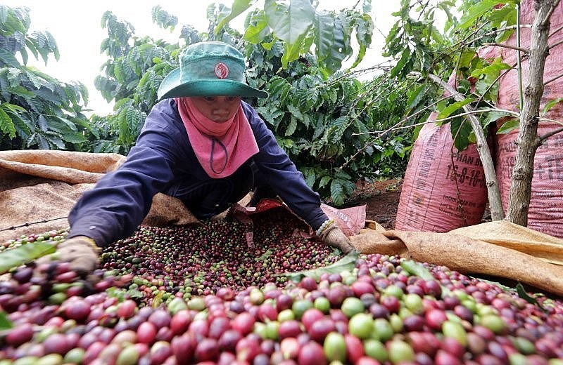Giá cà phê mới nhất ngày 5/3/2024: Thị trường cà phê trong nước ổn định, mức cao nhất 86.000 đồng/kg