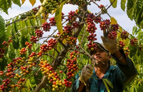 Giá cà phê mới nhất ngày 6/3/2024: Thị trường cà phê trong nước lập đỉnh mới, cao nhất 86.800 đồng/kg