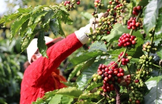 Giá cà phê mới nhất ngày 10/3/2024: Thị trường cà phê trong nước giảm 1.200 – 1.400 đồng/kg