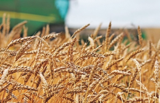 Giá lúa mì sụt giảm mạnh, tiến sát xuống vùng hỗ trợ 530
