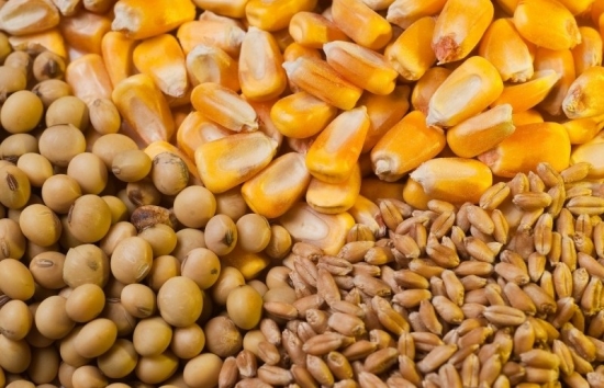 Giá ngô và lúa mì có thể khép phiên cuối tuần trong sắc xanh